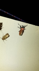 Edebessa nigropuncta