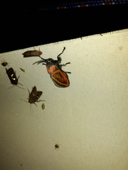 Edebessa nigropuncta