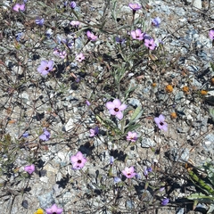 Leptosiphon ambiguus