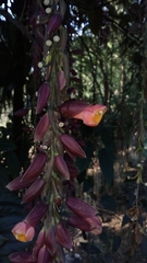 Thunbergia coccinea