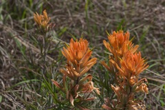 Castilleja lindheimeri