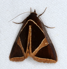 Agamana conjungens
