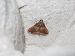 Endotricha olivacealis