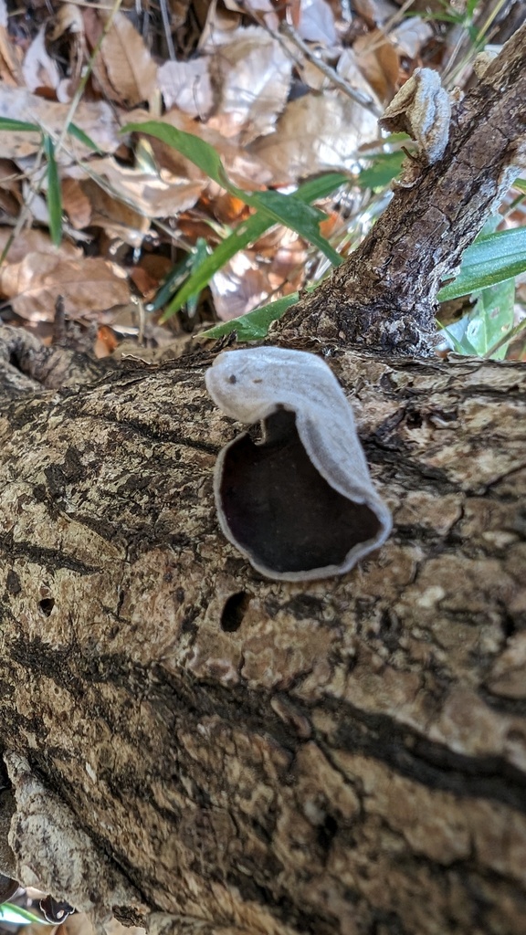 Auricularia polytricha · December 2023 · photo: © atsushi_nakajima_cirque (iNaturalist, cc-by)