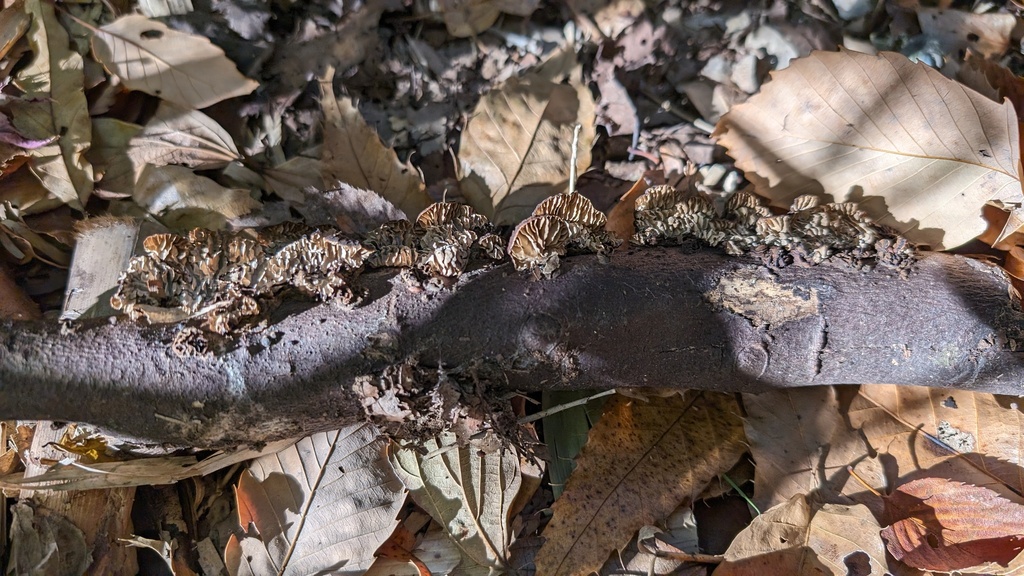 Daedaleopsis styracina · December 2023 · photo: © atsushi_nakajima_cirque (iNaturalist, cc-by)