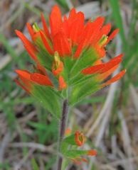Castilleja coccinea