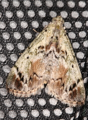 Enchesphora recurvalis