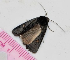 Proteuxoa cinereicollis