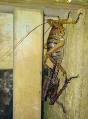 Deinacrida heteracantha