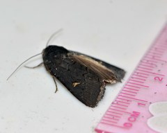 Proteuxoa cinereicollis