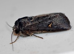 Proteuxoa cinereicollis