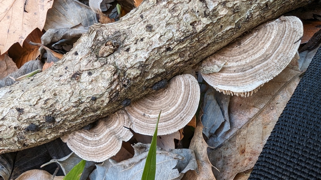 Trametes betulina · December 2023 · photo: © atsushi_nakajima_cirque (iNaturalist, cc-by)