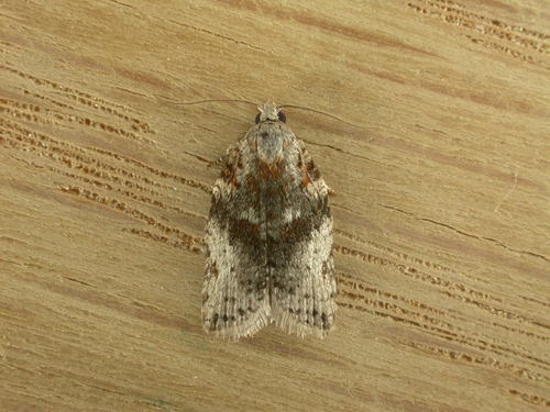 Orange Fruit Borer photo 3