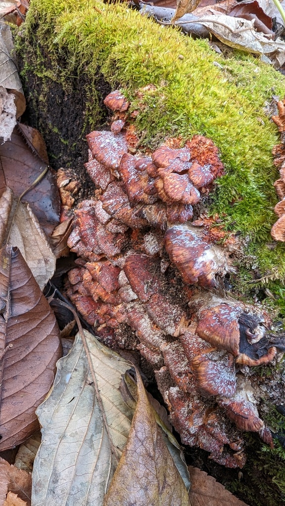 Irpex consors · December 2023 · photo: © atsushi_nakajima_cirque (iNaturalist, cc-by)