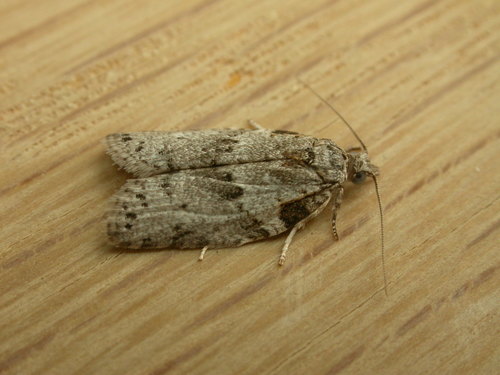 Orange Fruit Borer photo 4