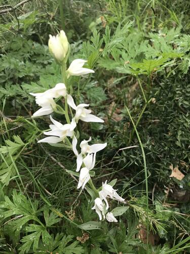 Cephalanthera epipactoides (Cephalanthera epipactoides)