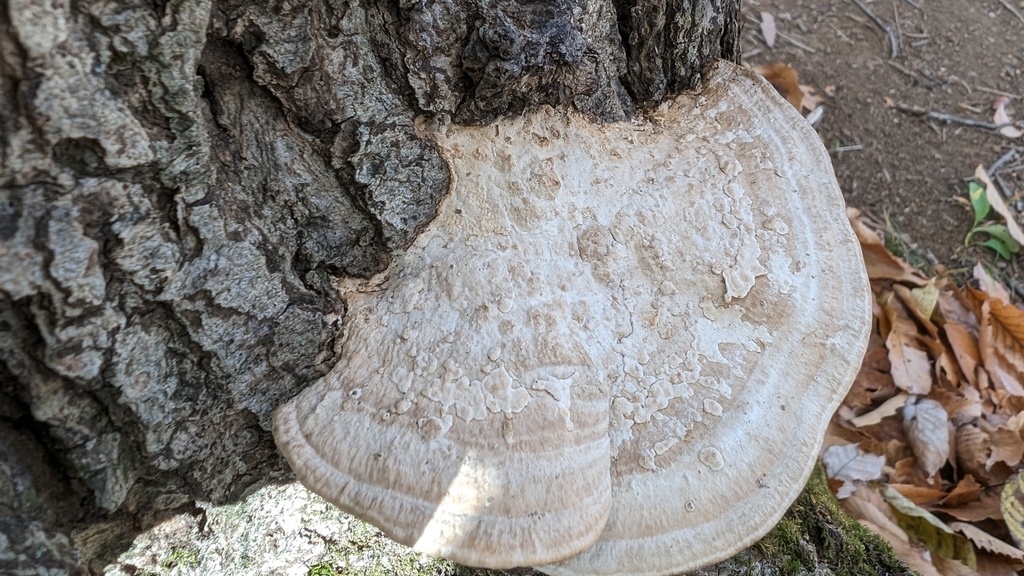 Fomitopsis dickinsii