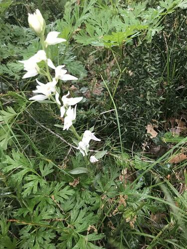 Image of Cephalanthera epipactoides by (c) Наталья Пикалова, some rights reserved (CC BY)