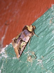 Cerastis enigmatica