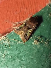 Cerastis enigmatica
