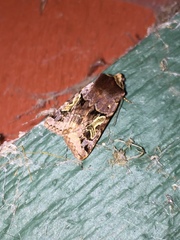 Cerastis enigmatica