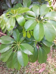 Schefflera arboricola image