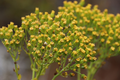 Othonna parviflora