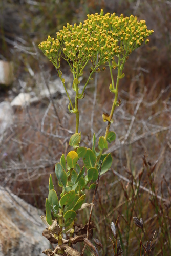 Othonna parviflora