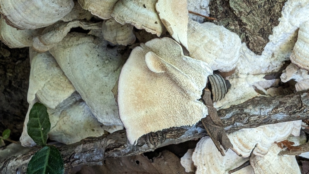 Trichaptum biforme · December 2023 · photo: © atsushi_nakajima_cirque (iNaturalist, cc-by)
