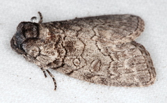 Discophlebia celaena