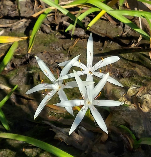 Crinum americanum