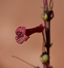 Penstemon utahensis