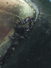 Pachygrapsus