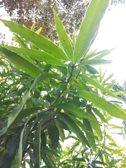 Mangifera indica image