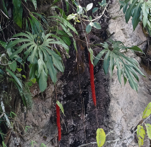 Anthurium pedatum