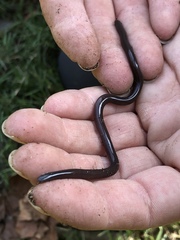 Indotyphlops braminus