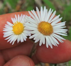 Erigeron pulchellus