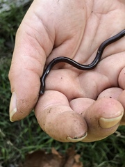Indotyphlops braminus
