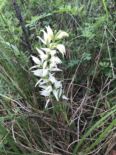 Image of Cephalanthera epipactoides by (c) Наталья Пикалова, some rights reserved (CC BY)