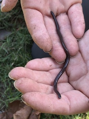 Indotyphlops braminus