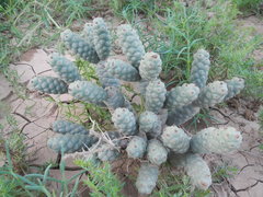 Tephrocactus articulatus