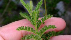 Dodonaea rupicola, photograph (c) Peter Crowcroft, some rights reserved (CC BY)