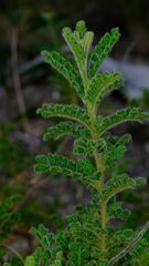 Dodonaea rupicola, photograph (c) Peter Crowcroft, some rights reserved (CC BY)