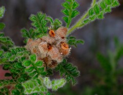 Dodonaea rupicola