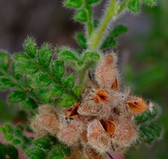 Dodonaea rupicola, photograph (c) Peter Crowcroft, some rights reserved (CC BY)