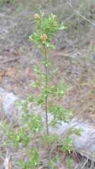 Dodonaea rupicola, photograph (c) Peter Crowcroft, some rights reserved (CC BY)