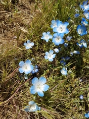 Nemophila menziesii