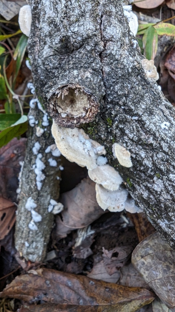 Trametes hirsuta · December 2023 · photo: © atsushi_nakajima_cirque (iNaturalist, cc-by)