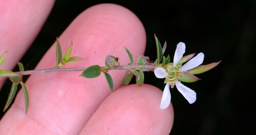 Image of Gaudium microcarpum by (c) Peter Crowcroft, some rights reserved (CC BY)