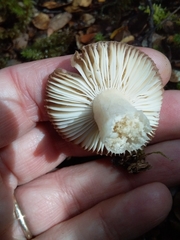 Russula roseopileata